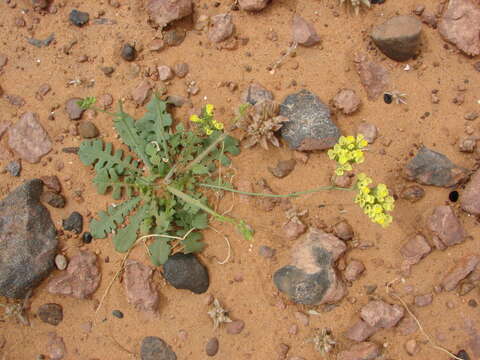 Image of Limonium sinuatum subsp. bonduellei (Lestib.) Sauvage & Vindt