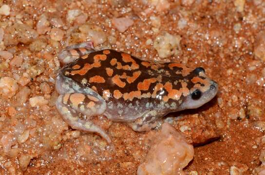 Image of marbled rubber frog