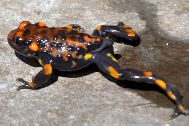 Image of Chile False Toad