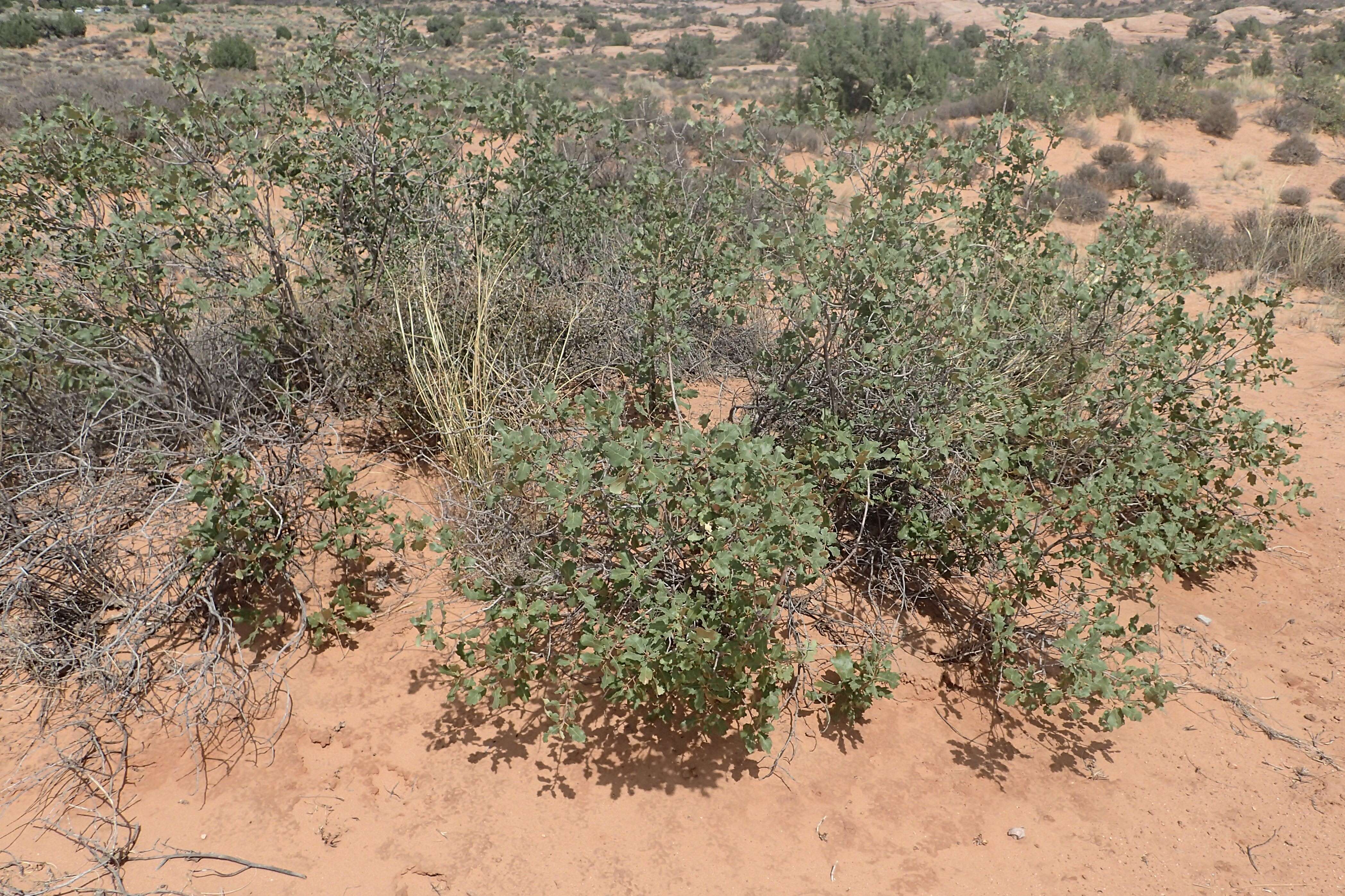 Image of Havard oak