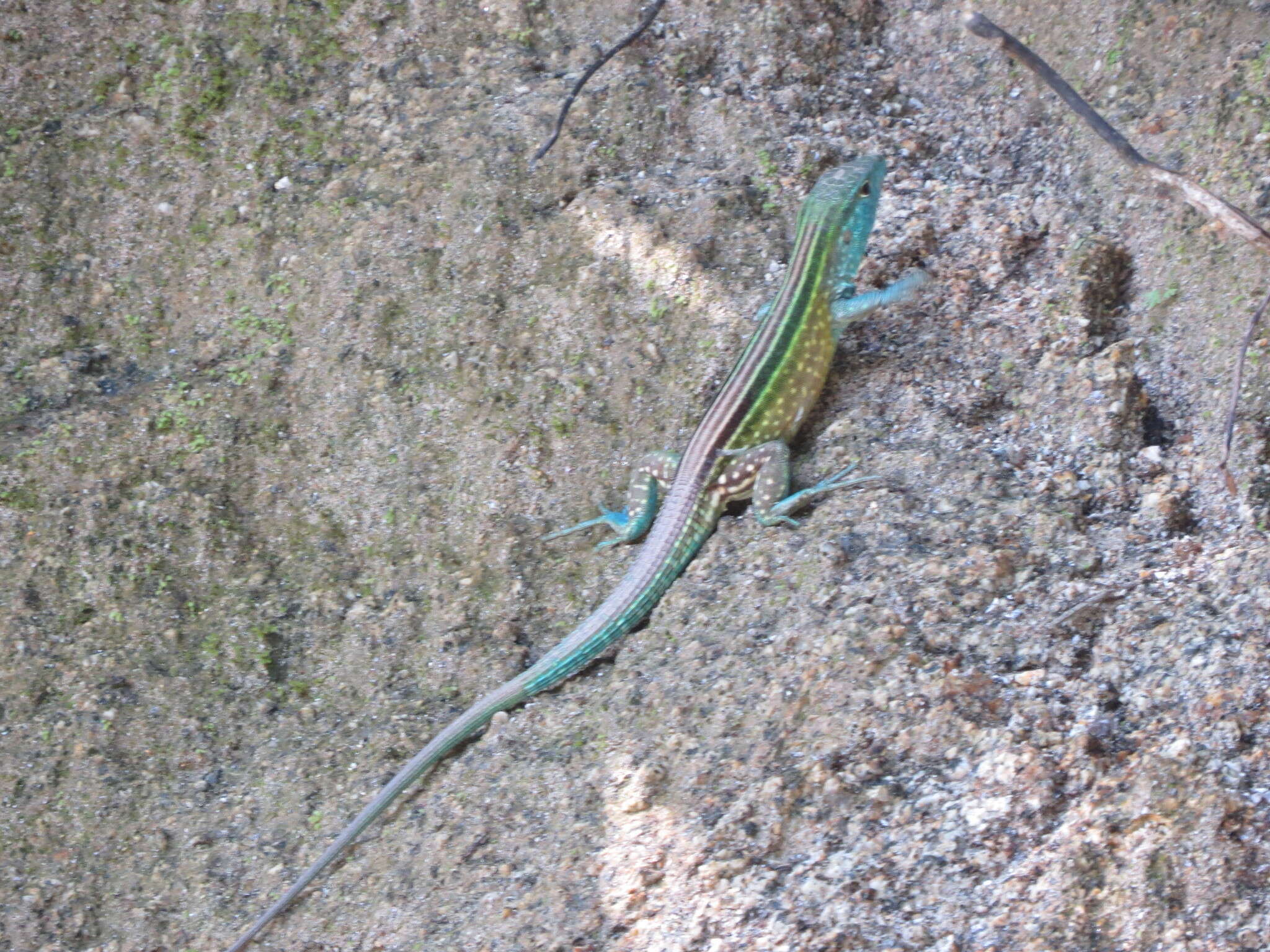 Imagem de Cnemidophorus gaigei Ruthven 1915