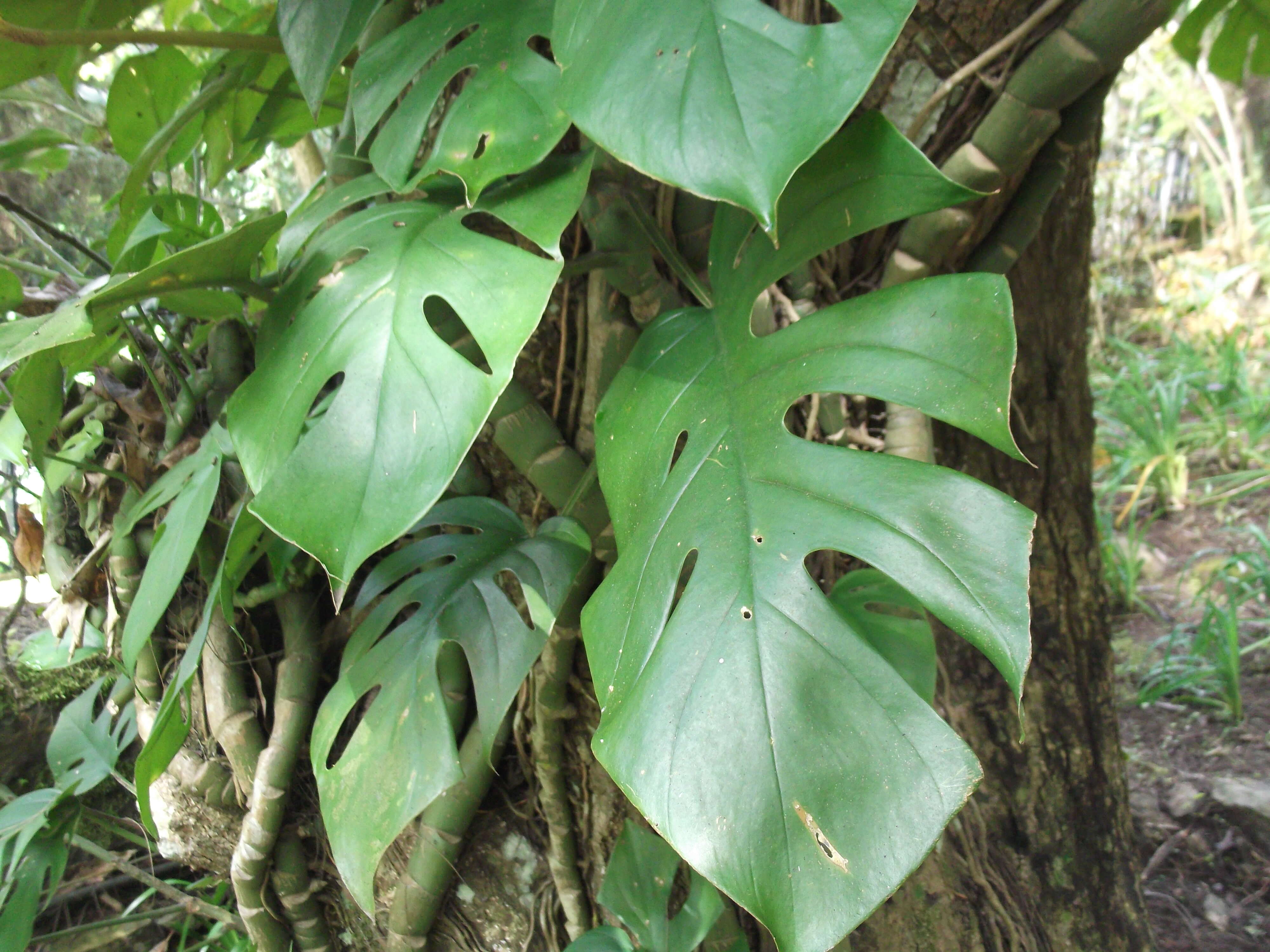 Image of Rhaphidophora pertusa (Roxb.) Schott