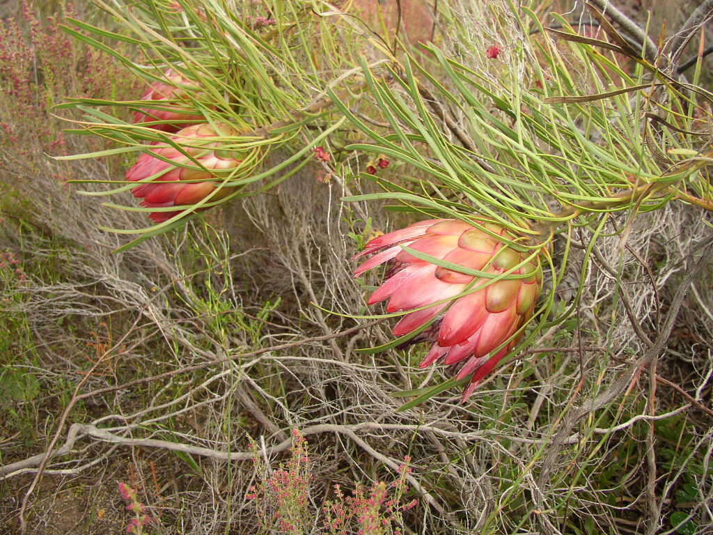 Image of Bashful protea