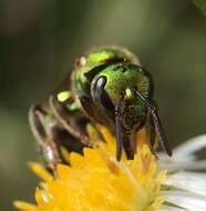 Augochlora pura (Say 1837)的圖片