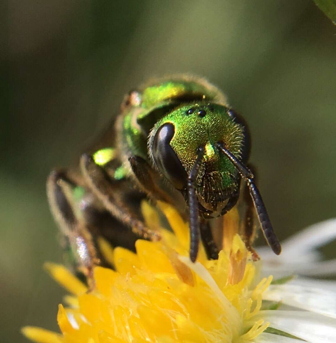 Image of Pure Green Augochlora