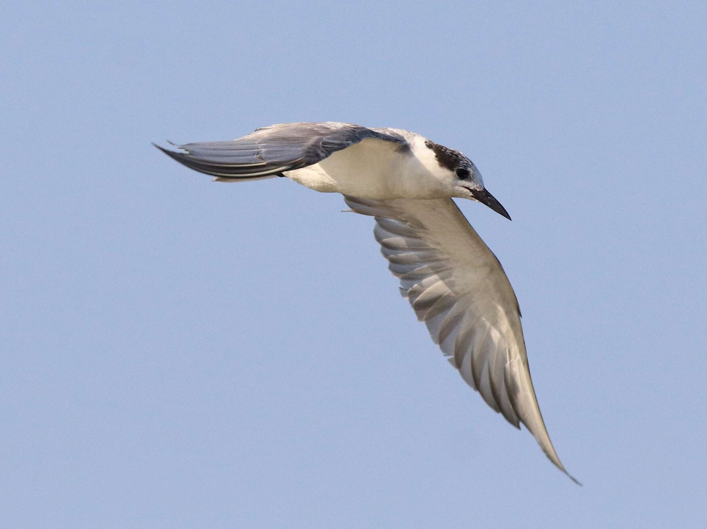 Image of Whiskered Tern