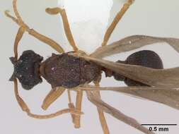 Image de Cyphomyrmex rimosus (Spinola 1851)