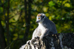 Image of Crowned Lemur