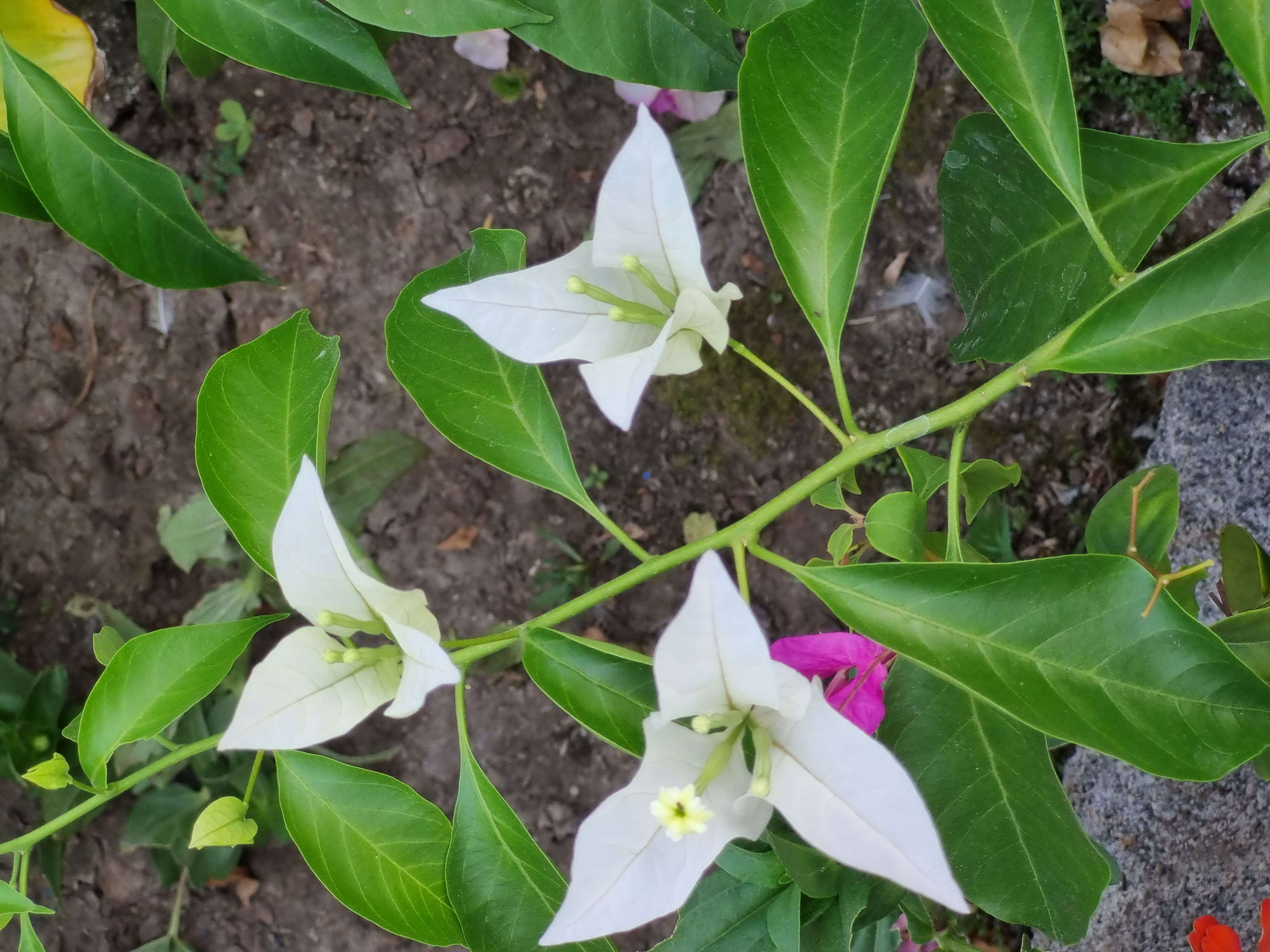 Слика од Bougainvillea