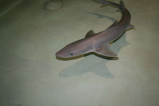 Image of Dusky Smoothhound