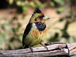 Image of Crested Barbet