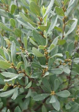 Image of Bog-myrtle