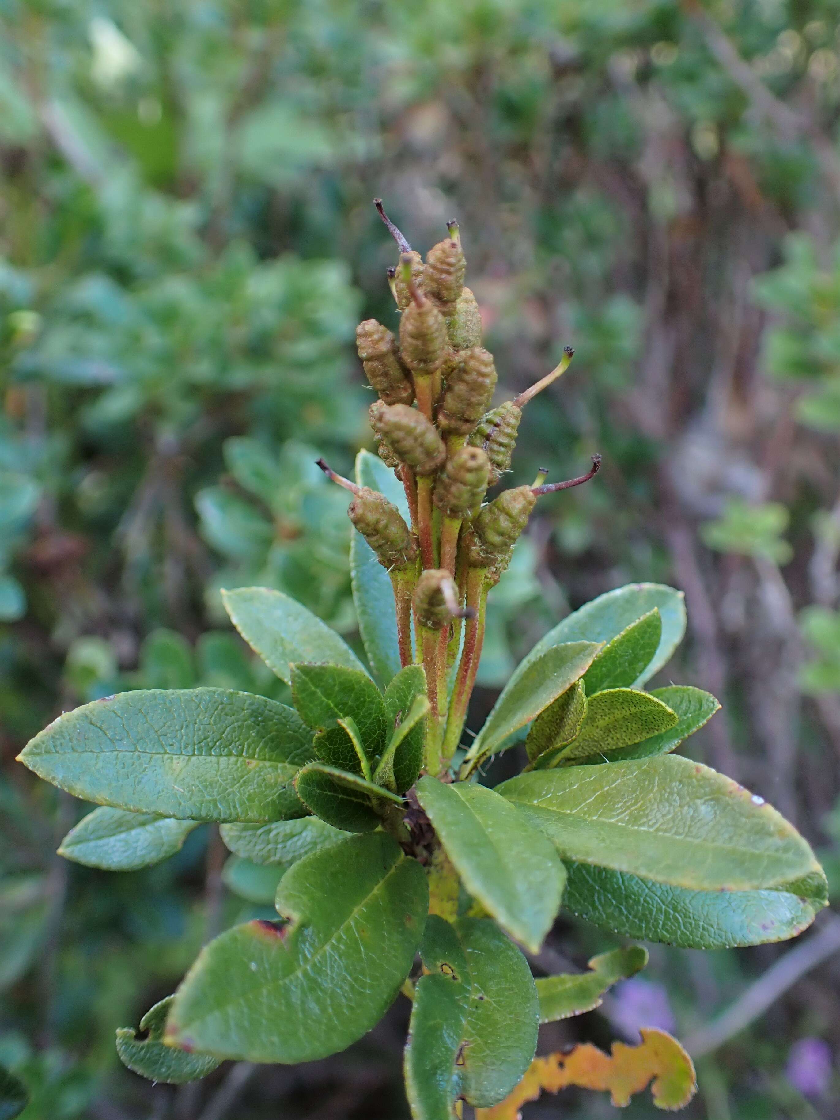 Image of Hairy Alpenrose