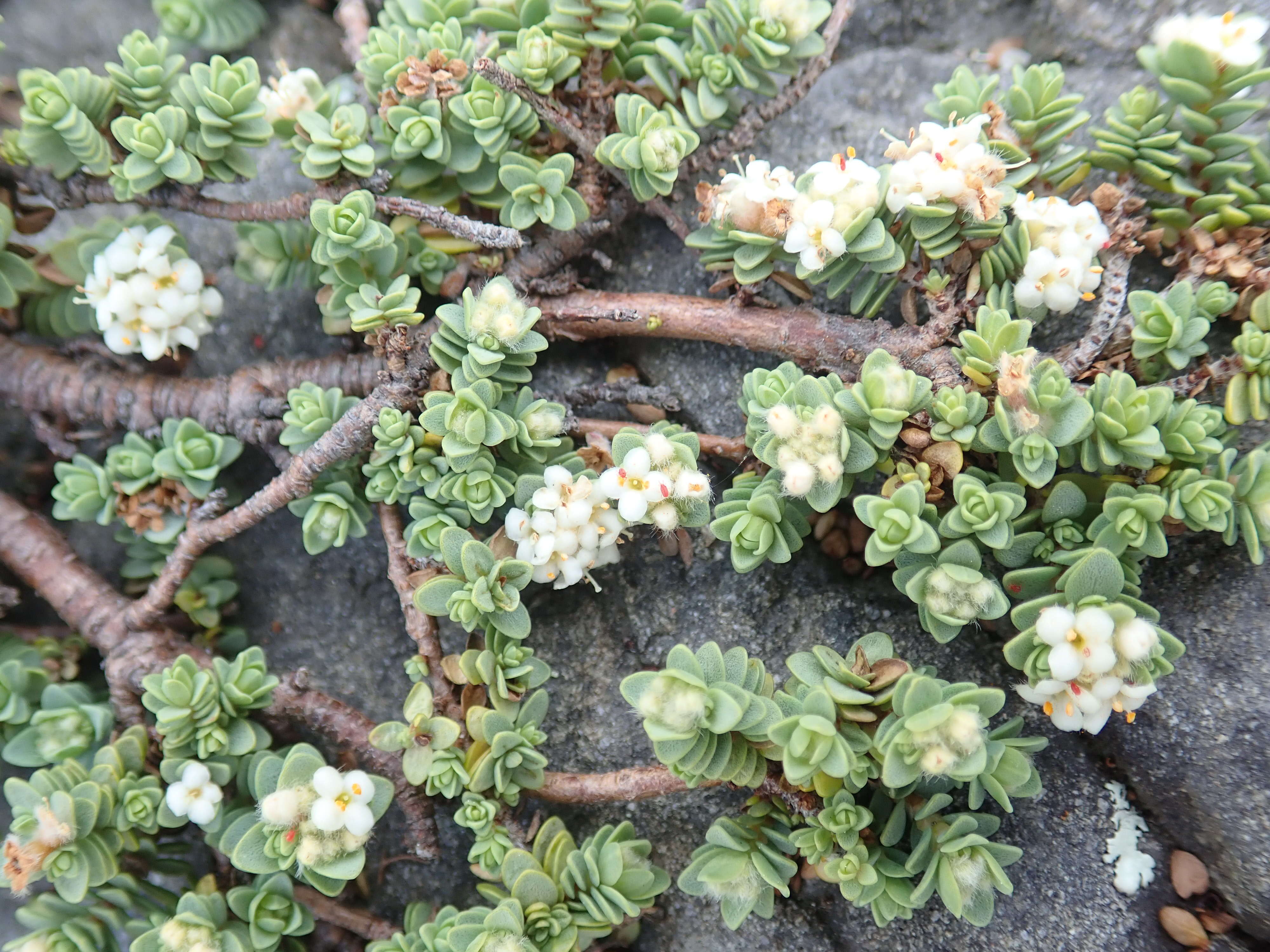 Image of Pimelea urvilleana A. Rich.