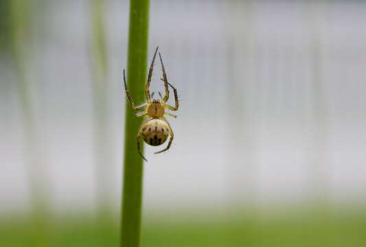 Image of Mangora acalypha (Walckenaer 1802)