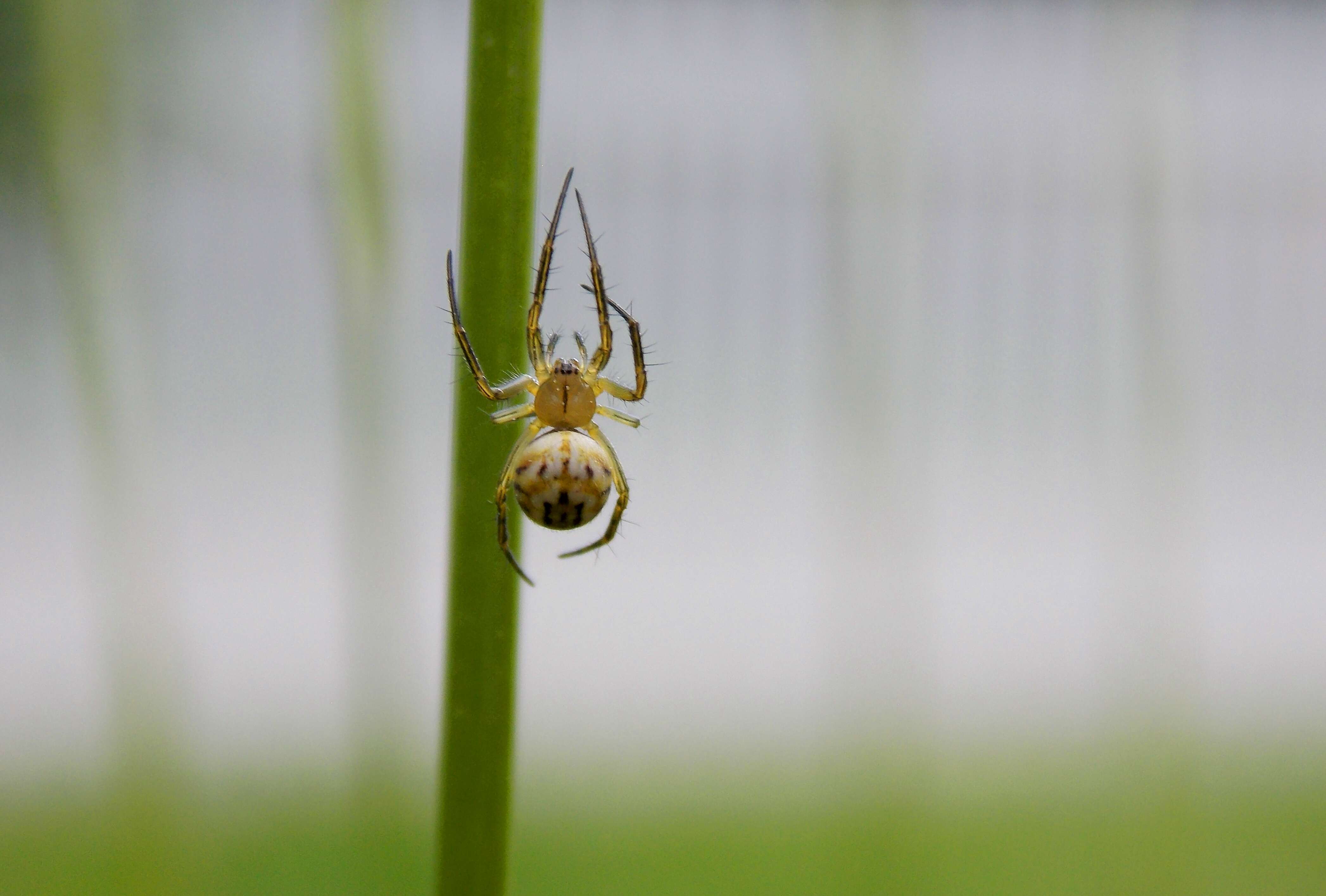 Image of Mangora acalypha (Walckenaer 1802)