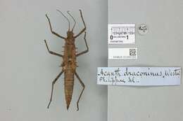 Image of Tisamenus draconina (Westwood 1848)