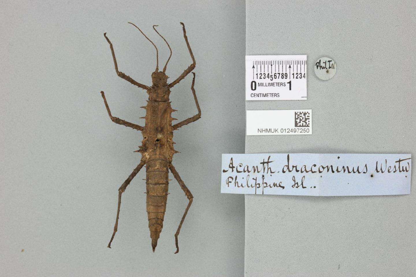 Image of Tisamenus draconina (Westwood 1848)