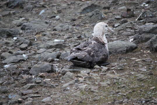 Image of Antarctic Giant-Petrel