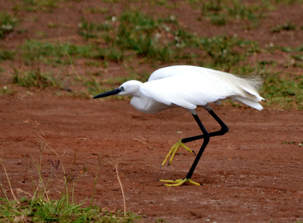 Image of Little Egret