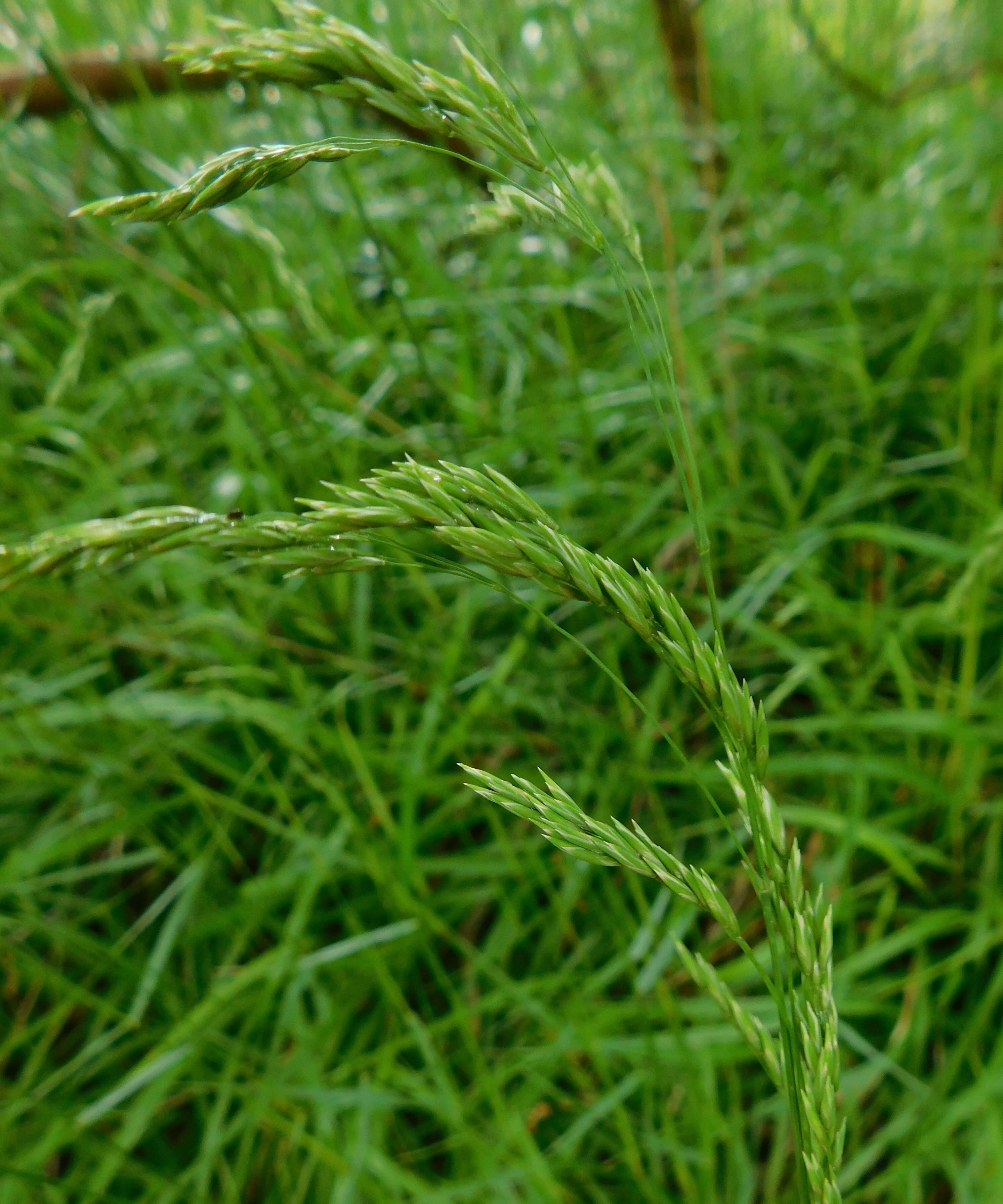 Plancia ëd Festuca drymeja Mert. & W. D. J. Koch