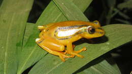 Image of Reed frog