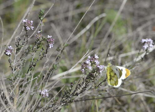 Image of Moroccan Orange Tip