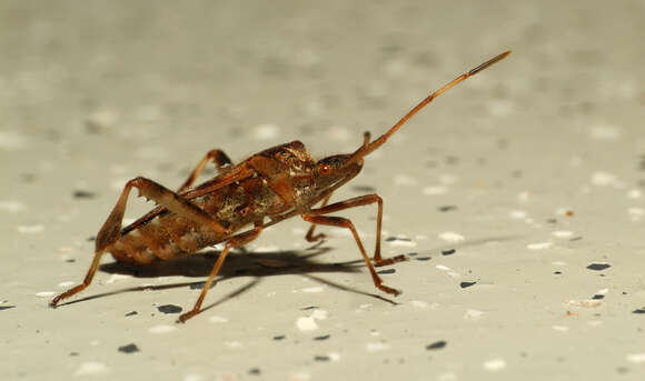 Image of Pine Seed Bug