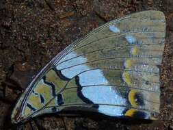 Imagem de Charaxes cithaeron Felder 1859