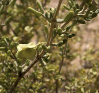 Image of Tetraena dumosa (Boiss.) Beier & Thulin
