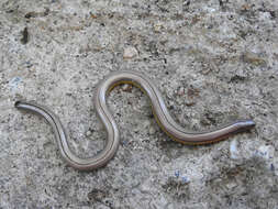 Image of San Diegan Legless Lizard