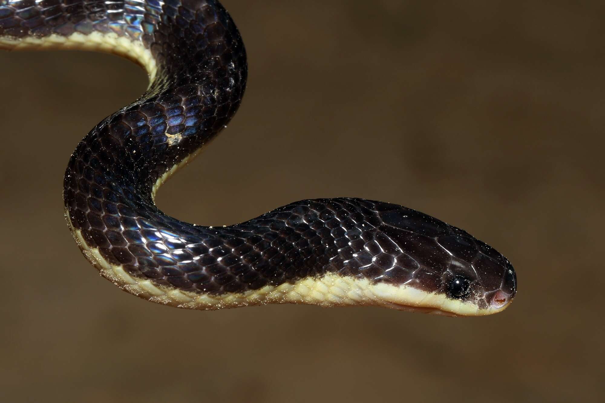 Image of Greater Black Krait