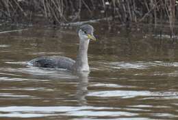 Image of Red-necked Grebe