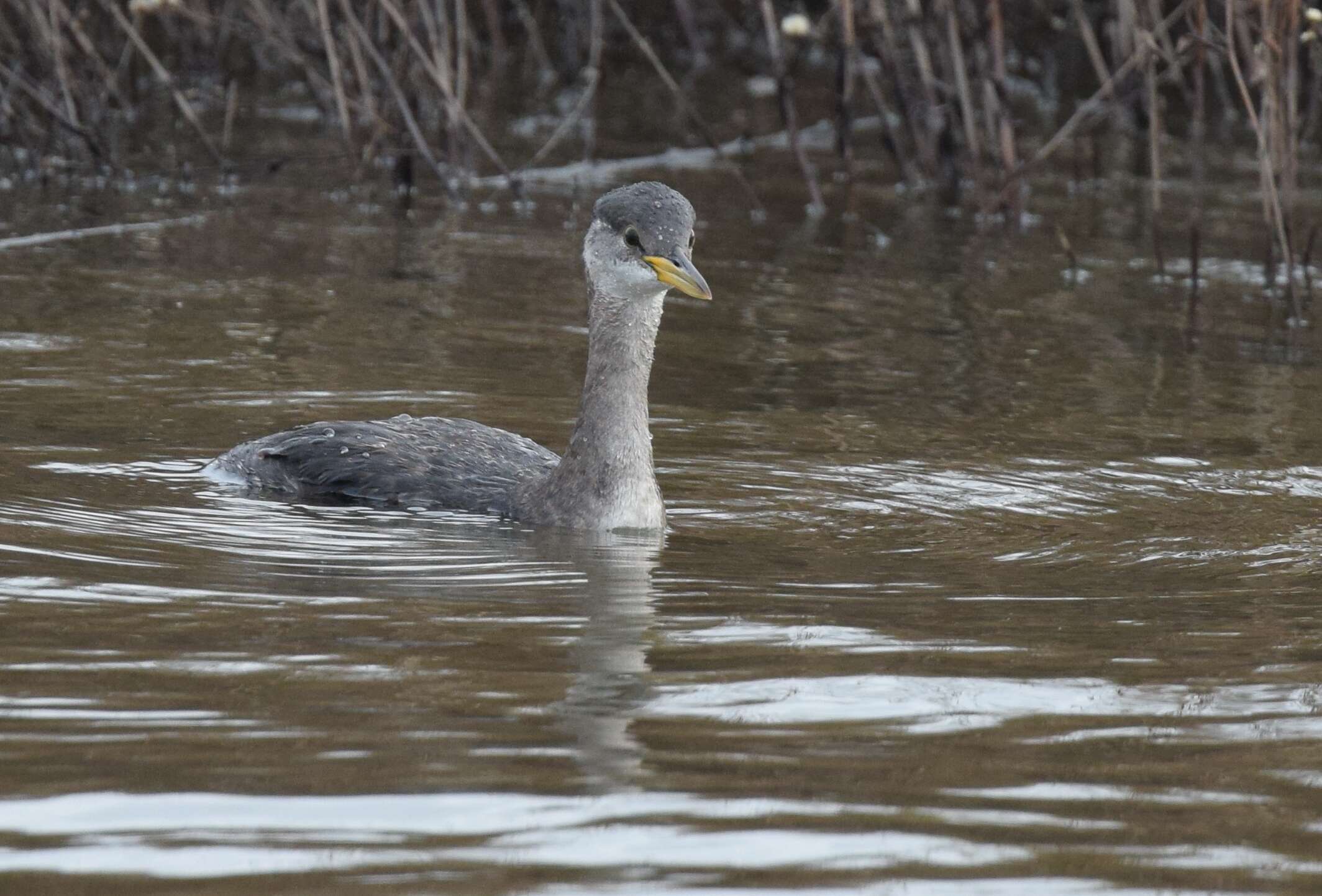 Image of Red-necked Grebe