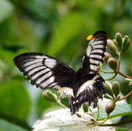 Image of Papilio gambrisius Cramer (1777)