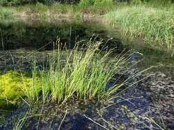 Image of Gray Bog Sedge