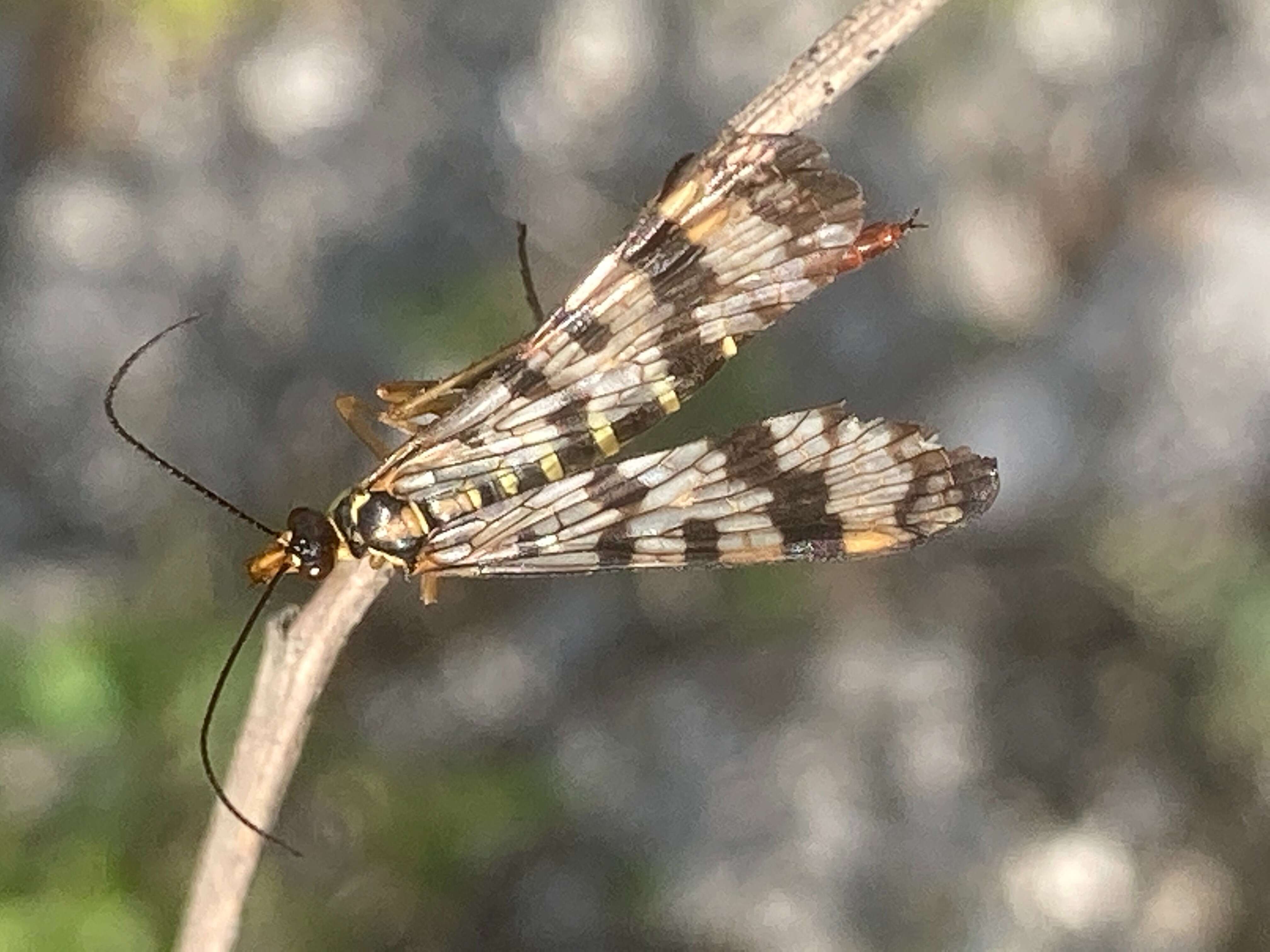 Image of scorpionflies