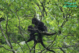 Image of Trachypithecus mauritius (Griffith 1821)