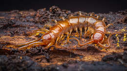 Image of Stone Centipedes