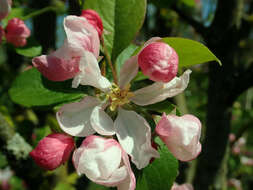 Слика од Malus micromalus Makino