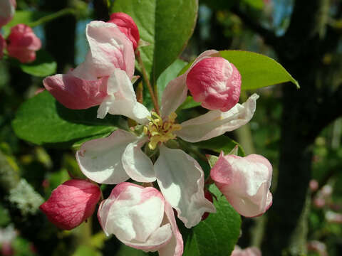 Слика од Malus micromalus Makino