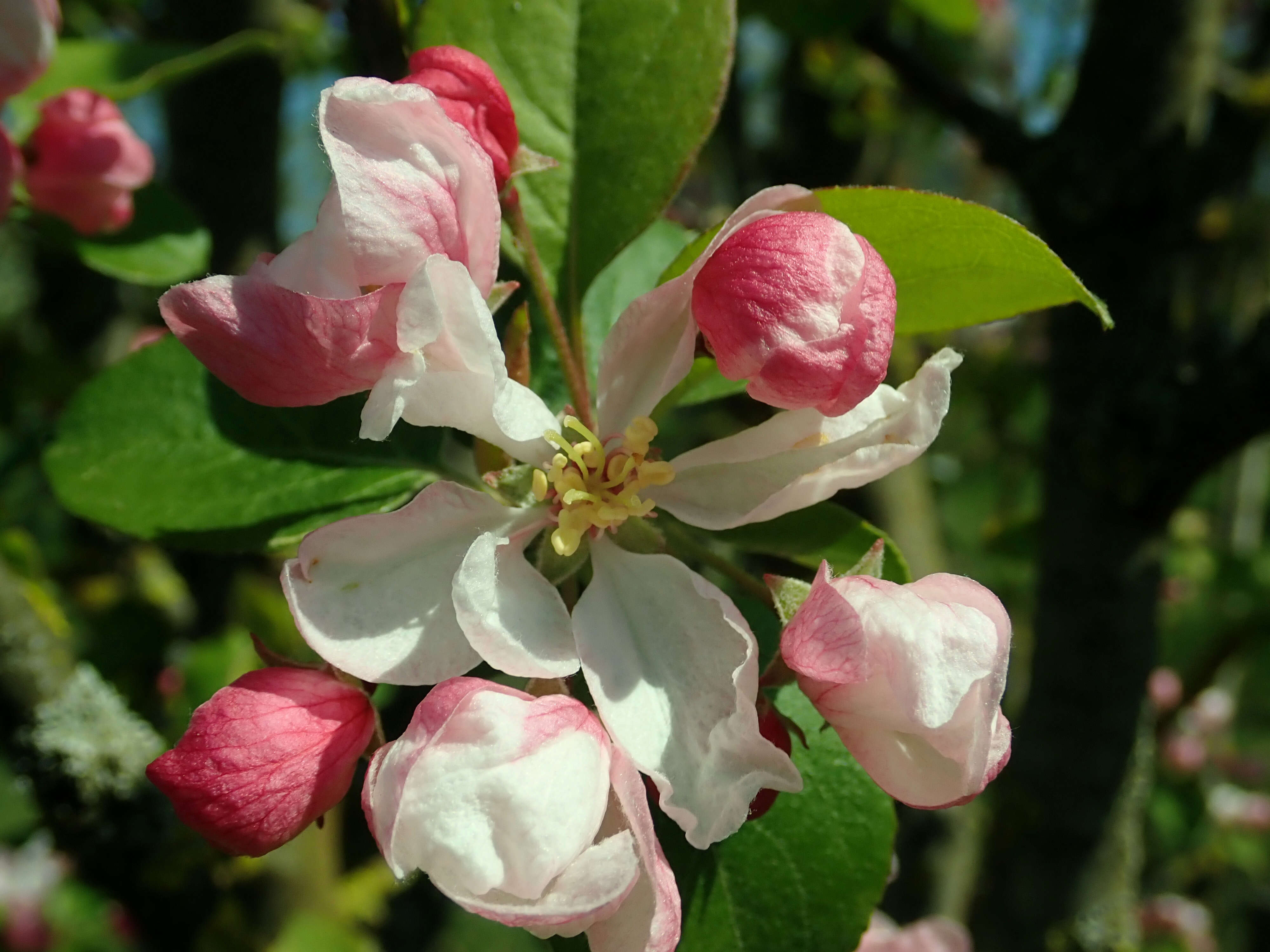 Image de Malus micromalus Makino