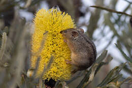 Image of honey possums