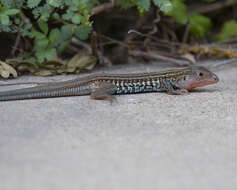 Image of Common Spotted Whiptail