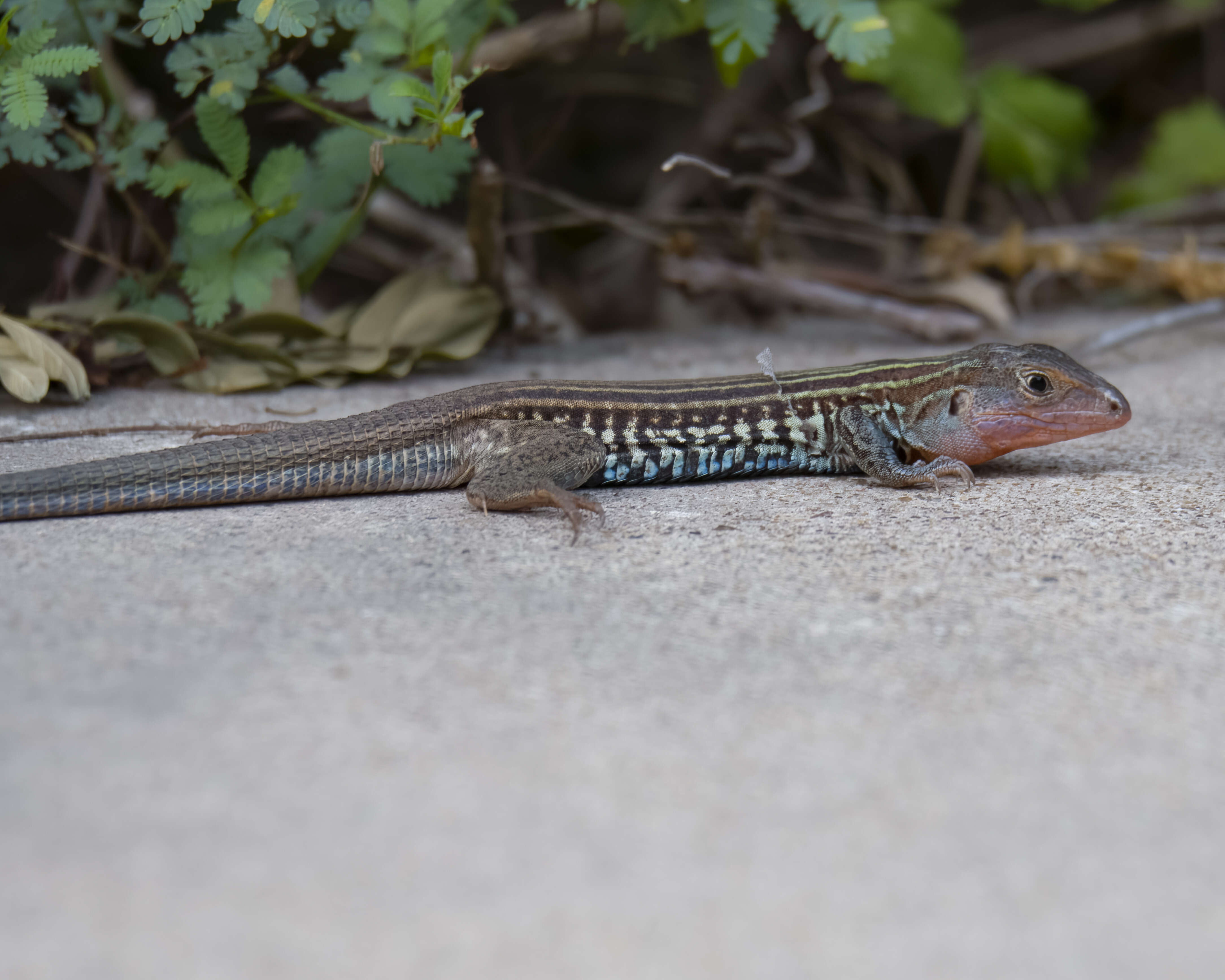 Image of Common Spotted Whiptail