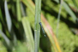 Imagem de Coenagrion puella (Linnaeus 1758)