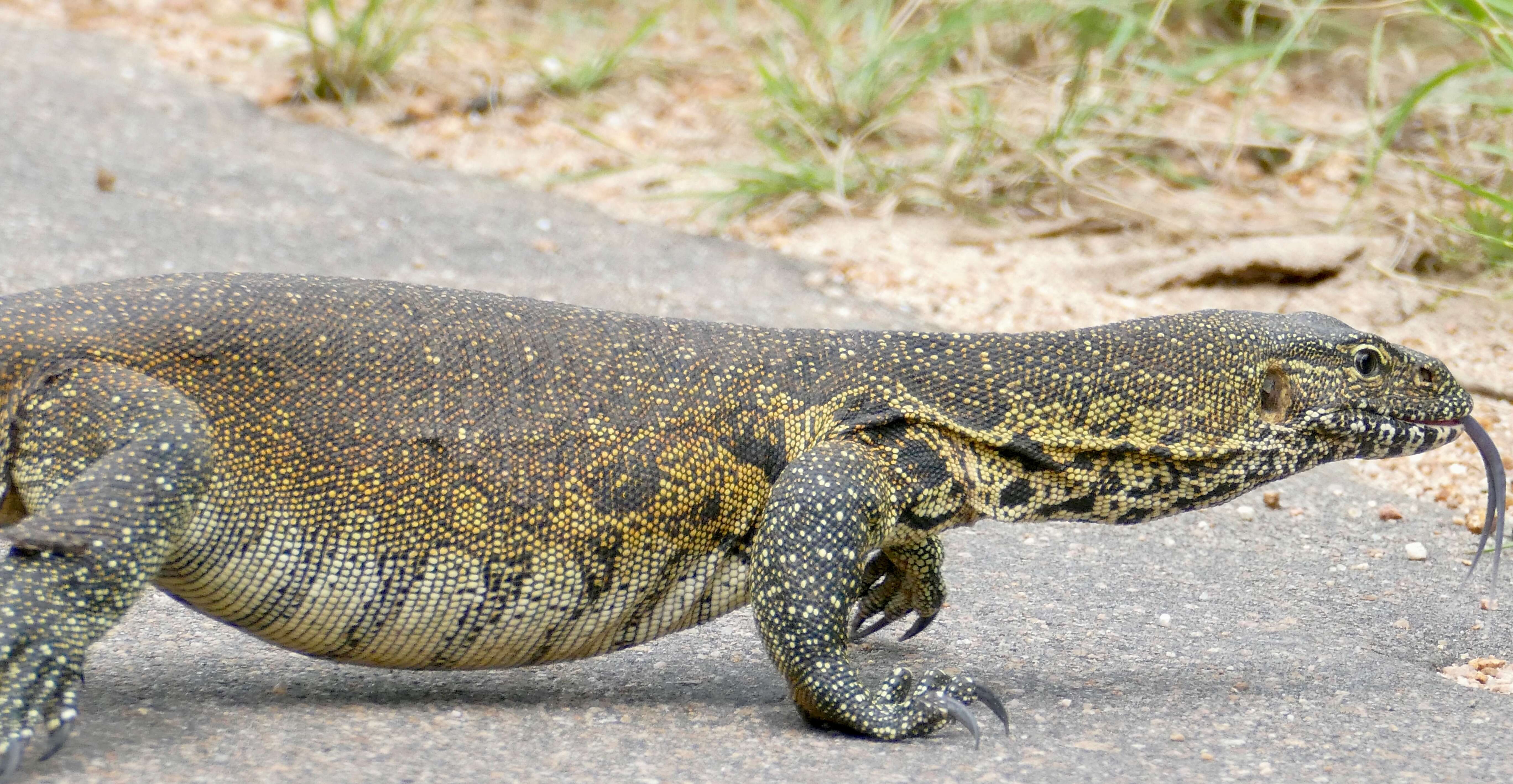 Image of Varanus niloticus