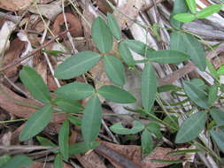 Image of Glycine cyrtoloba Tindale