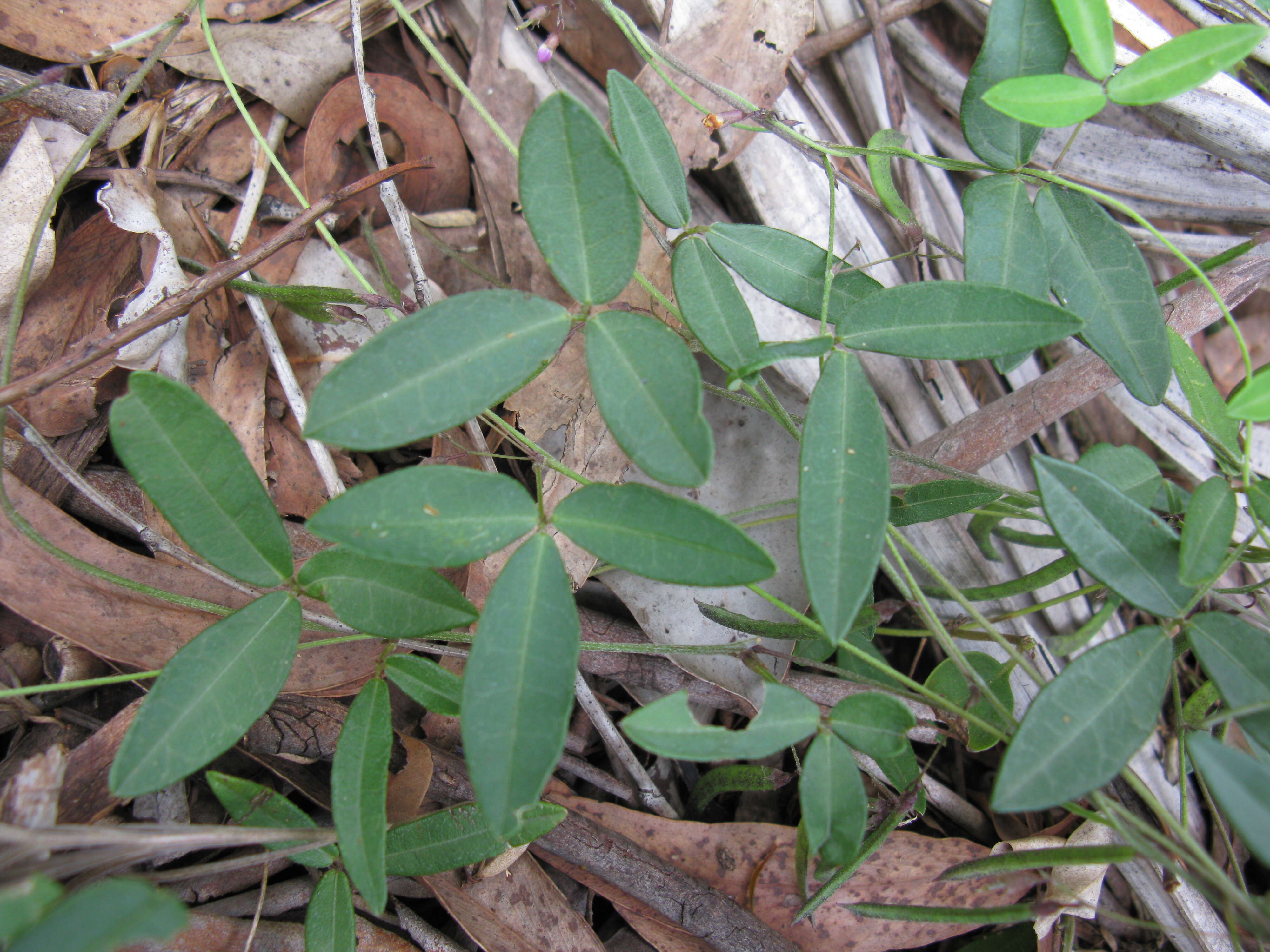 Image of Glycine cyrtoloba Tindale