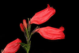 Image of tropical wild petunia